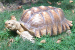 mud the turtle at amnh