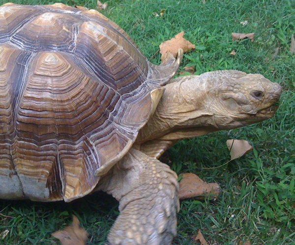 turtle at museum of natural history