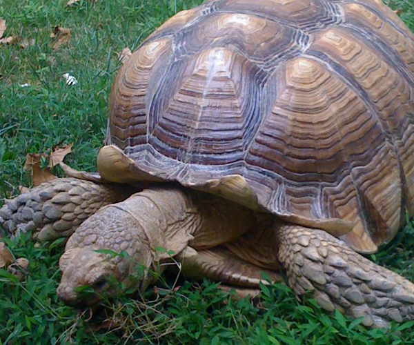 turtle outside american museum of natural history