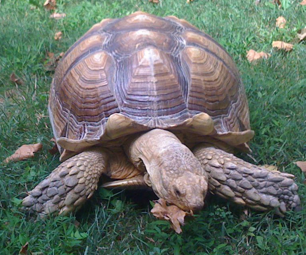 mud the turtle amnh