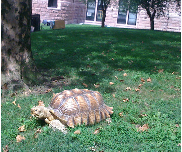 north african desert tortoise