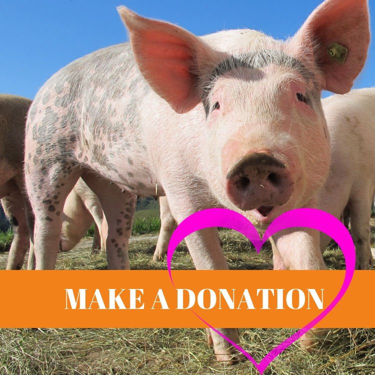 donate to a farm sanctuary